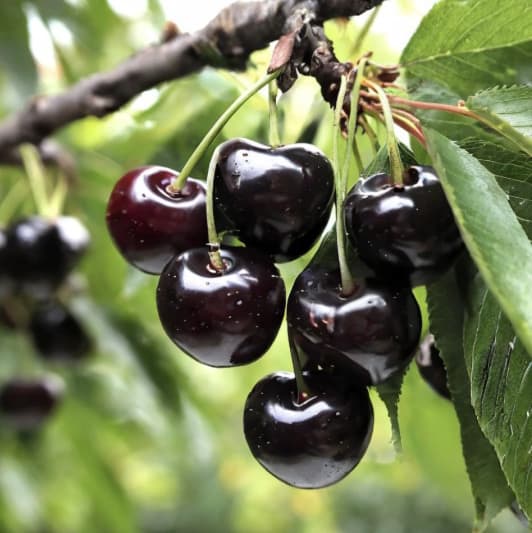 Cires Amar Negru