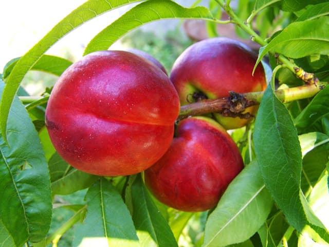 Nectarina Fantasia